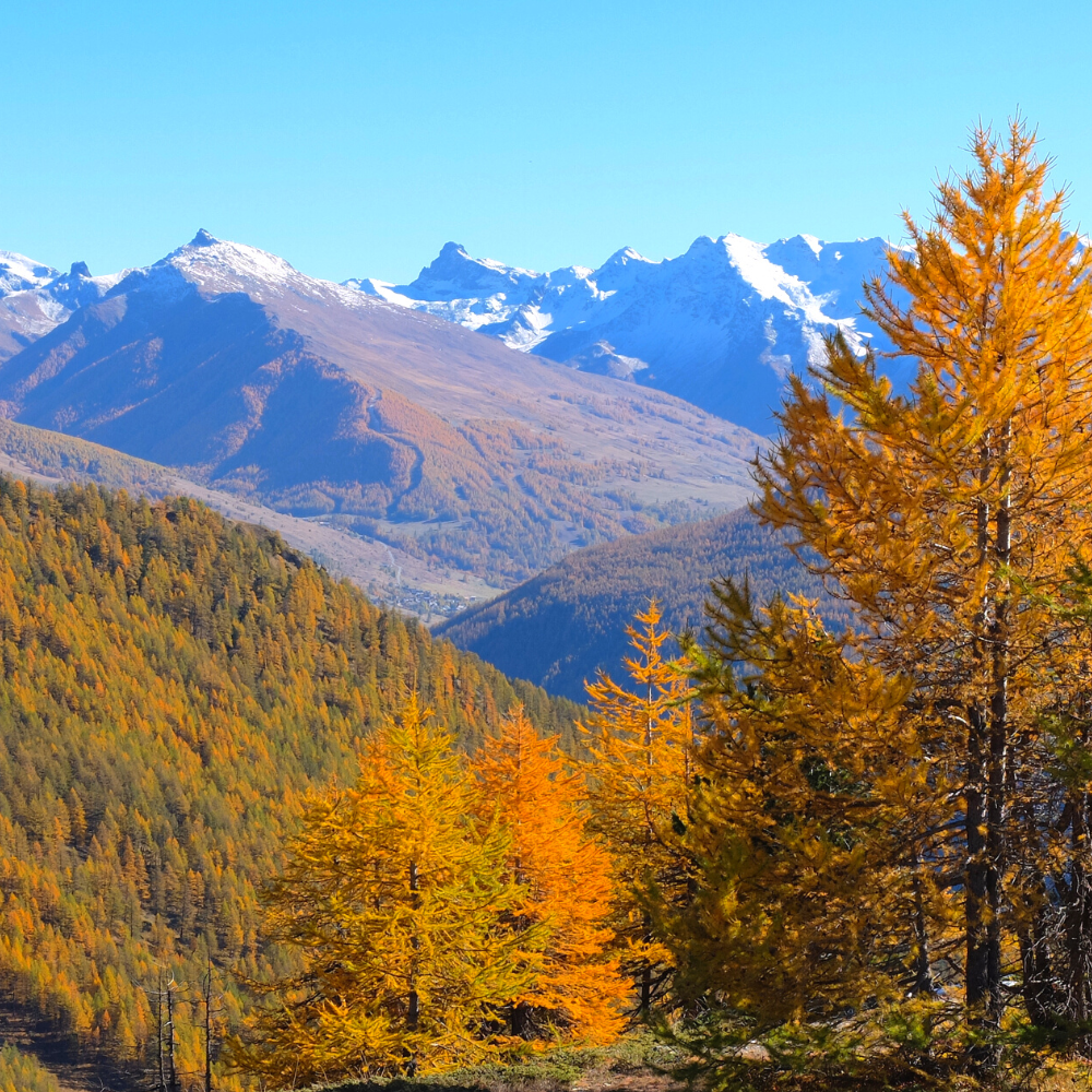 queyras en automne