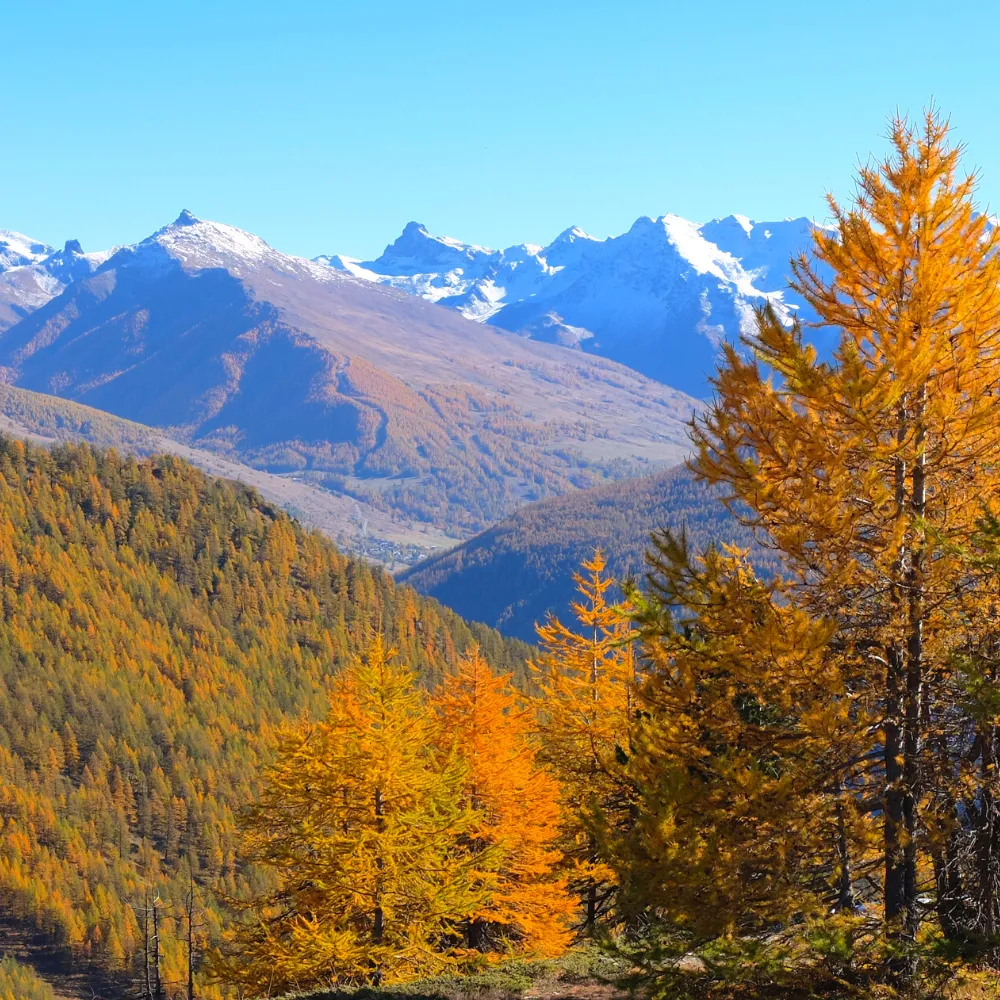 Forêt dans le Queyras en Automne arbre orange