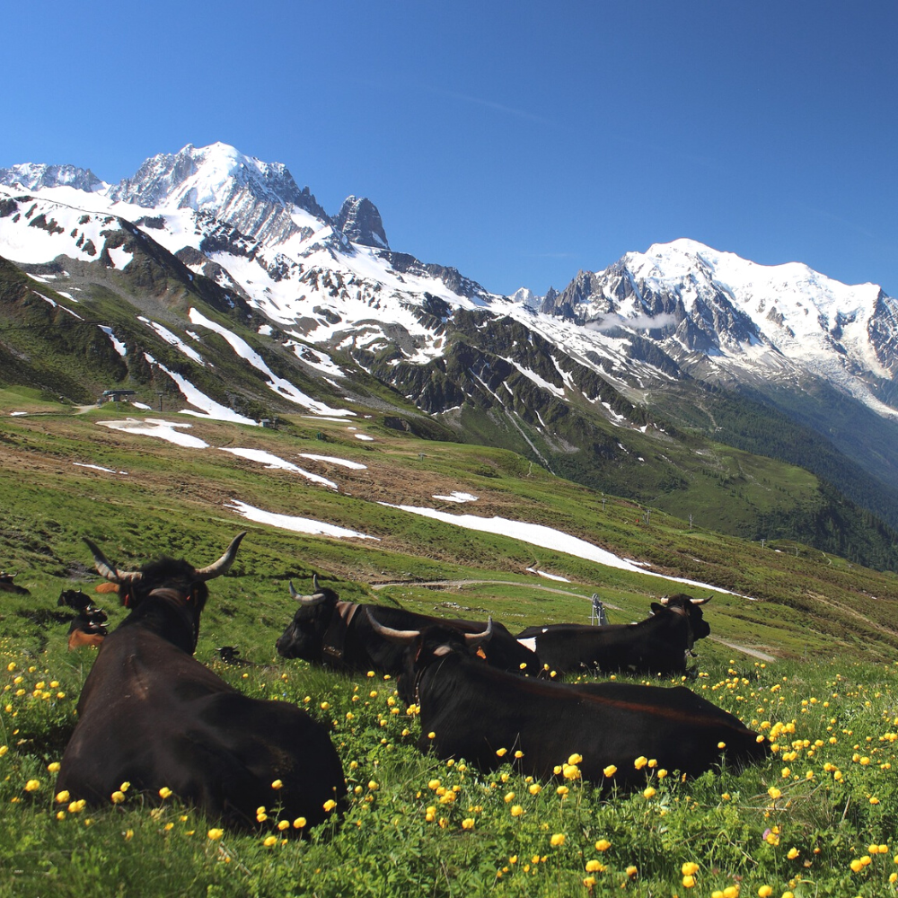 le tour du mont blanc 