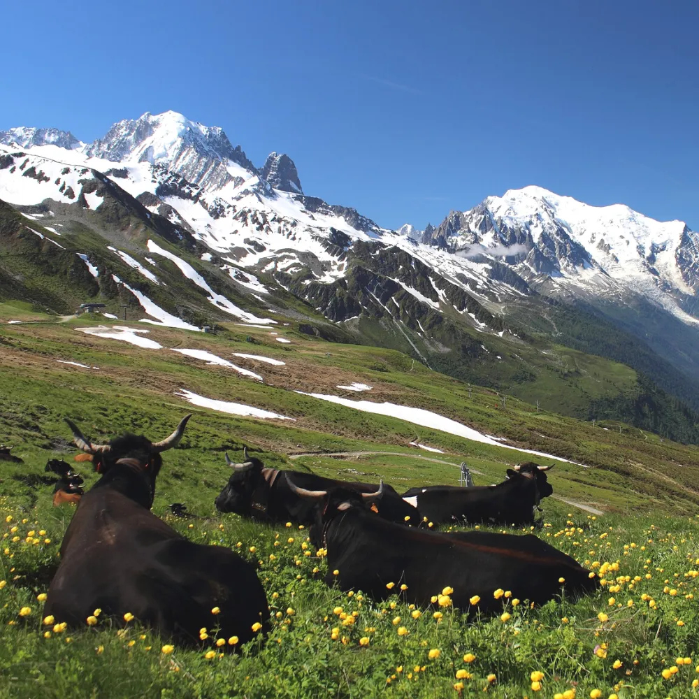 treks-alpes-du-nord.webp