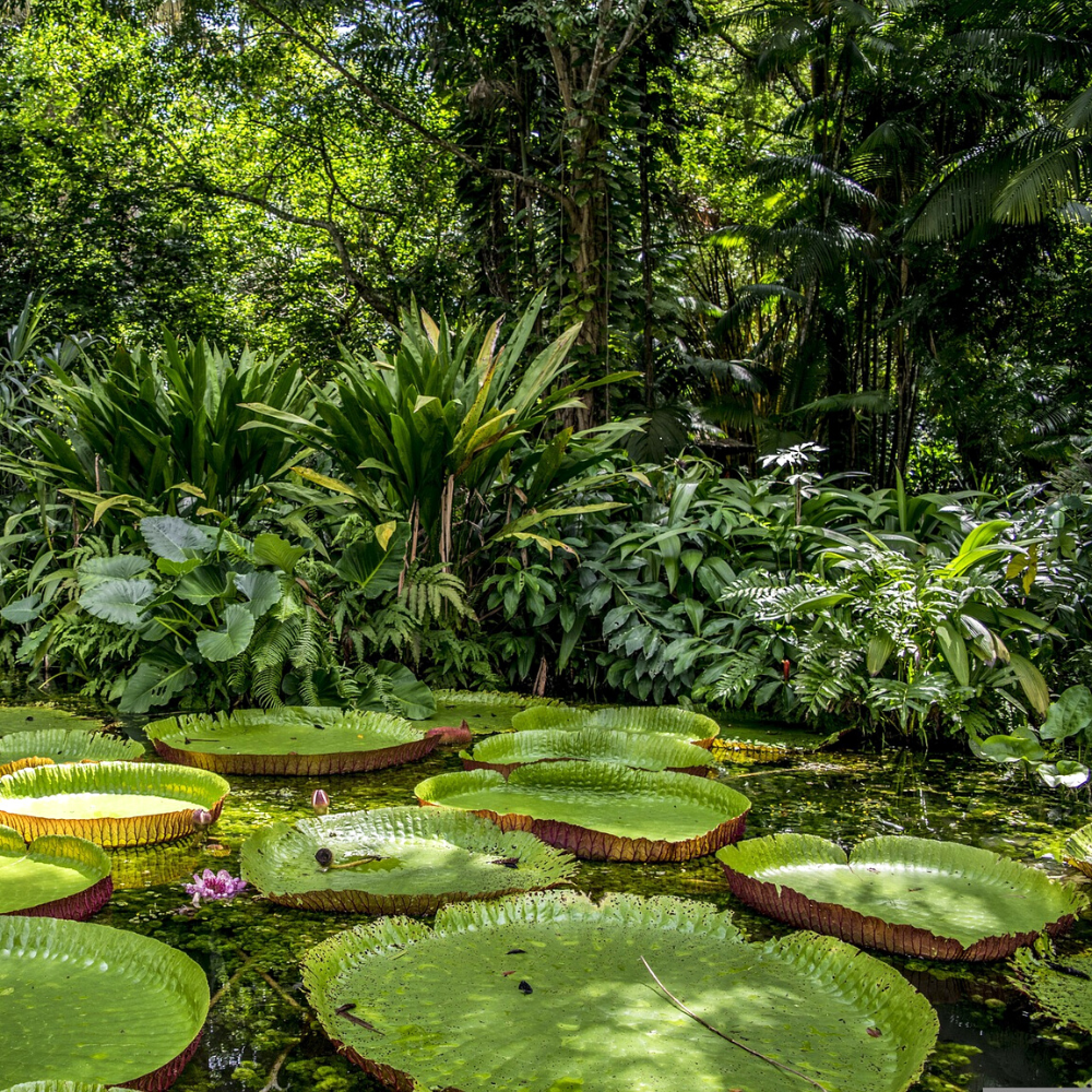 parc national amazonie guyane