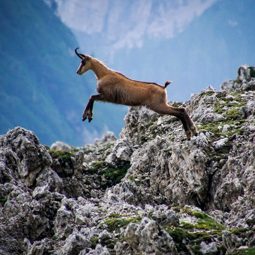 Chamois en montagne