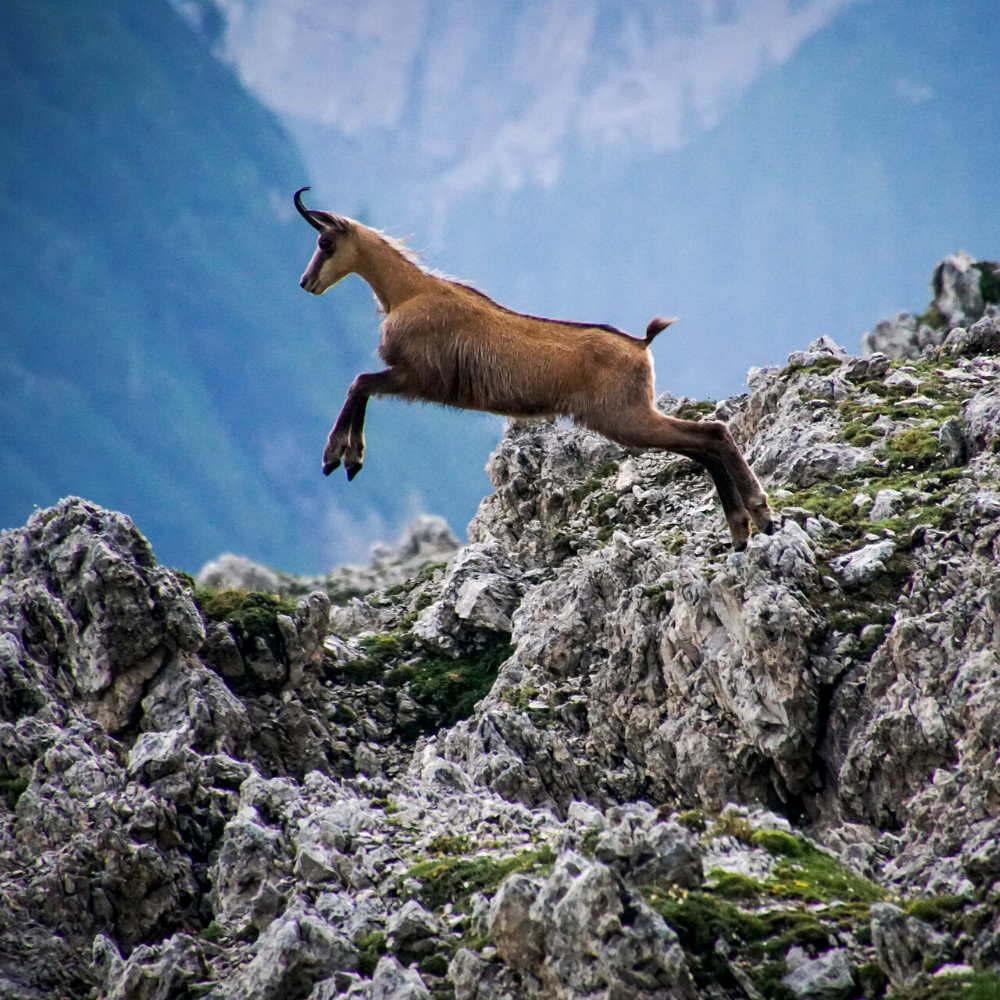 chamois