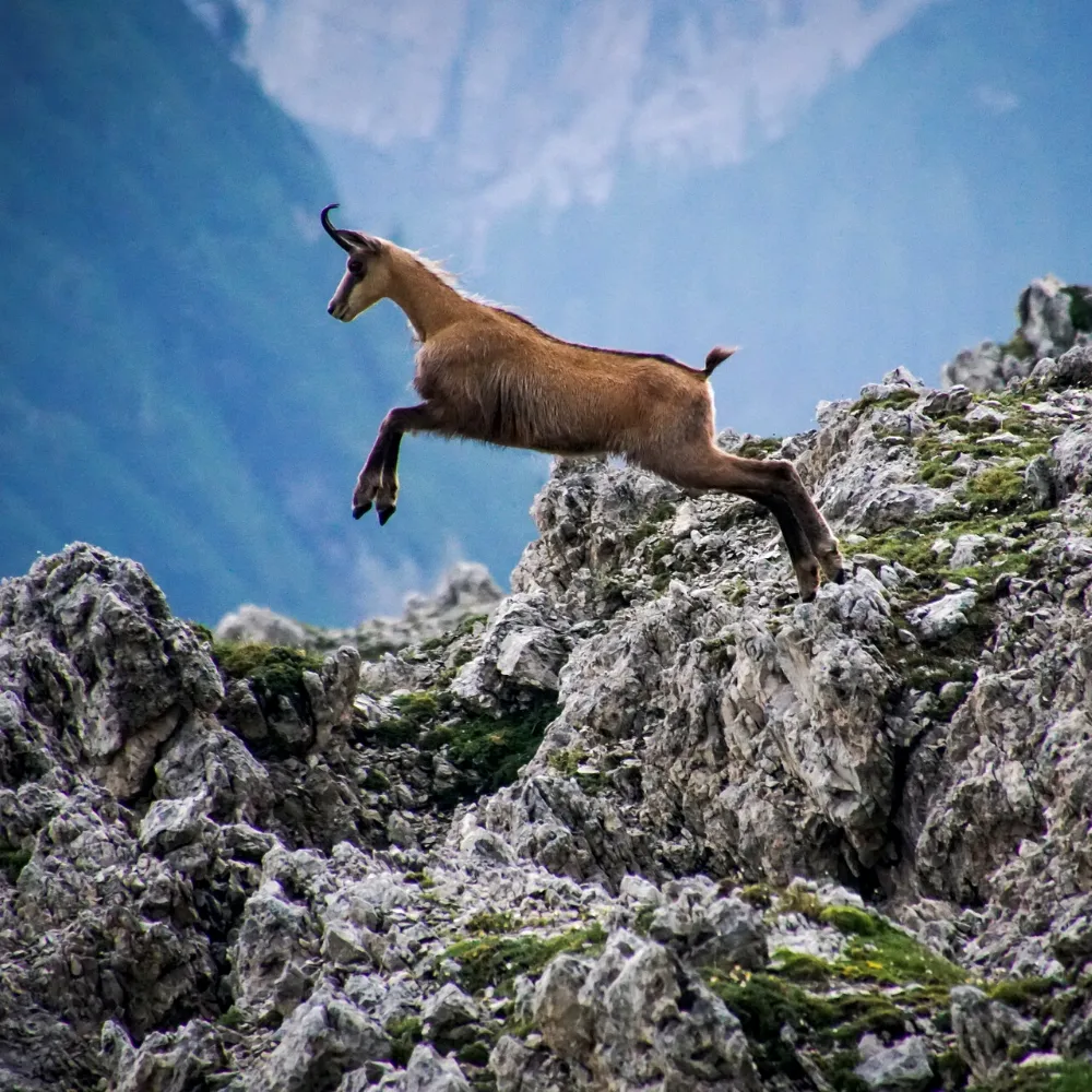 Chamois en montagne