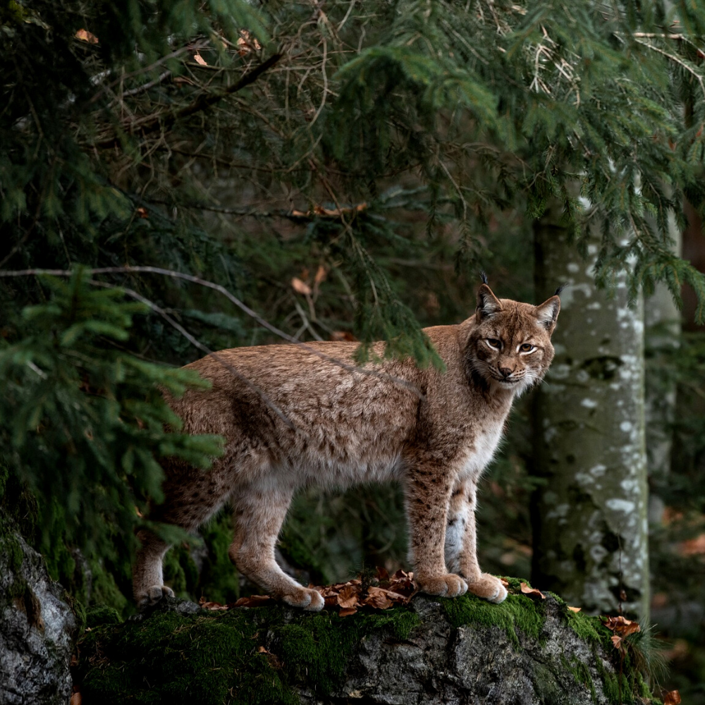 lynx