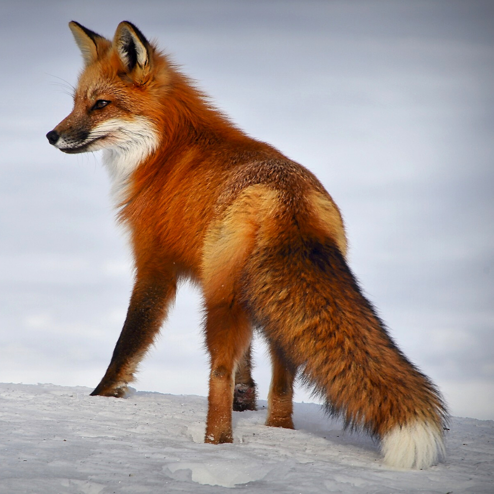 renard