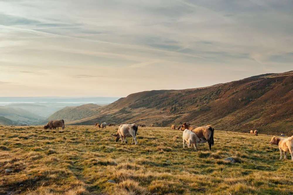 Paysage Massif Central : plateau de l'Aubrac
