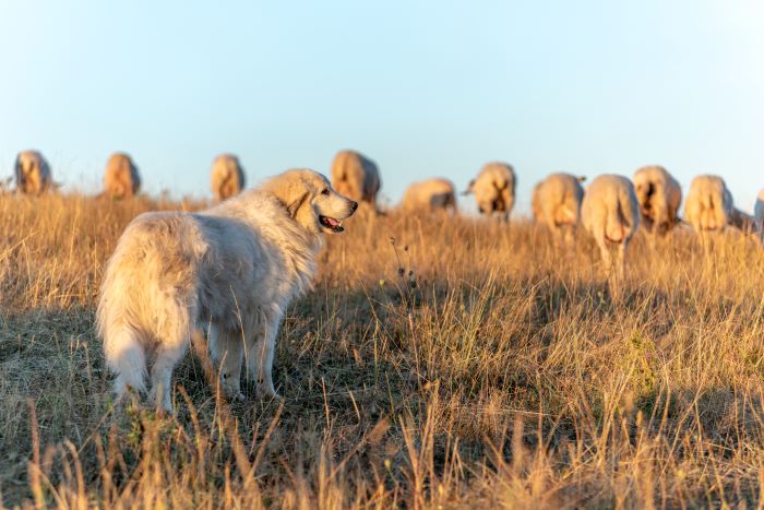 réagir face a un Patou