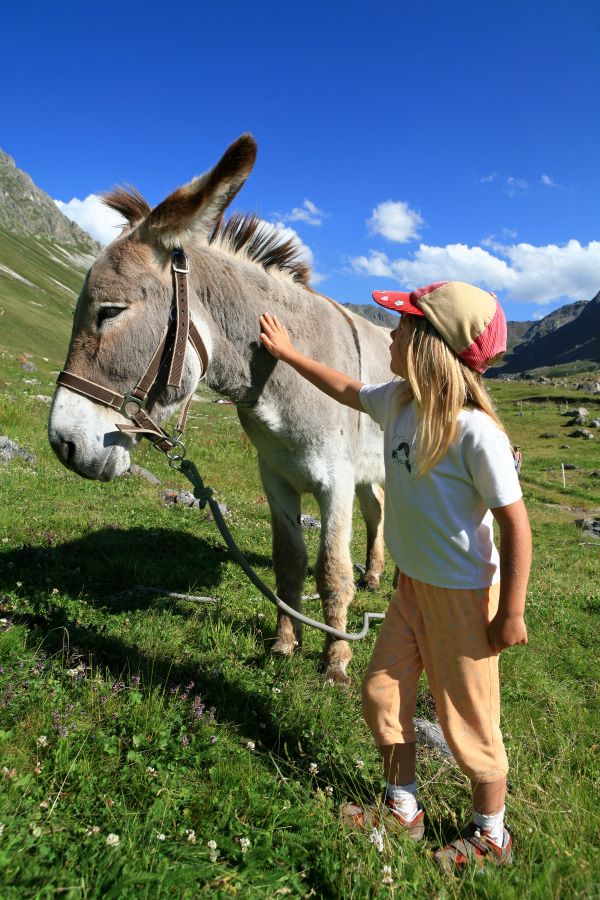 Randonnée avec un âne 