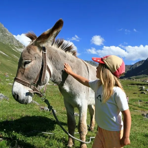 Randonnée avec un âne 