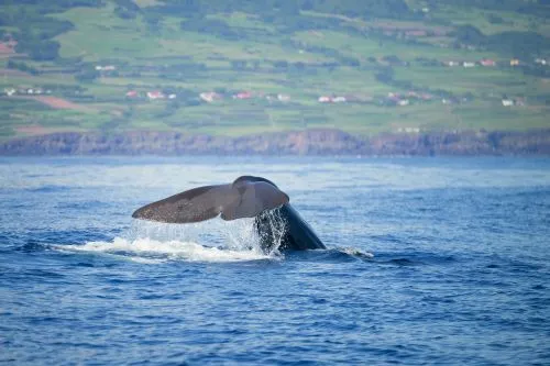 Baleine au large de Sao Miguel Baleine au large des açores