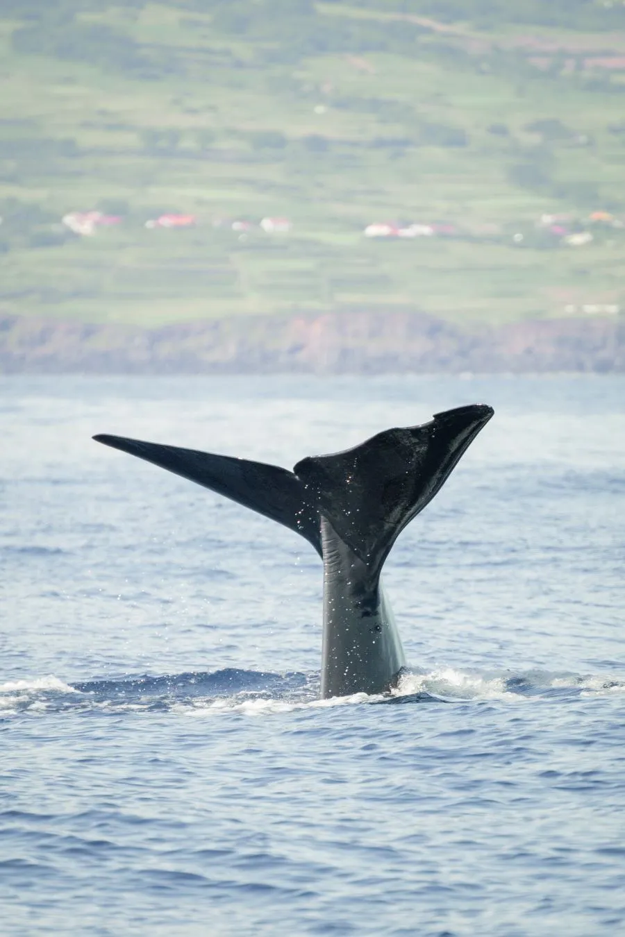 Voir des baleines aux Açores
