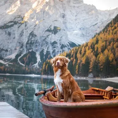 VACANCES AVEC SON CHIEN