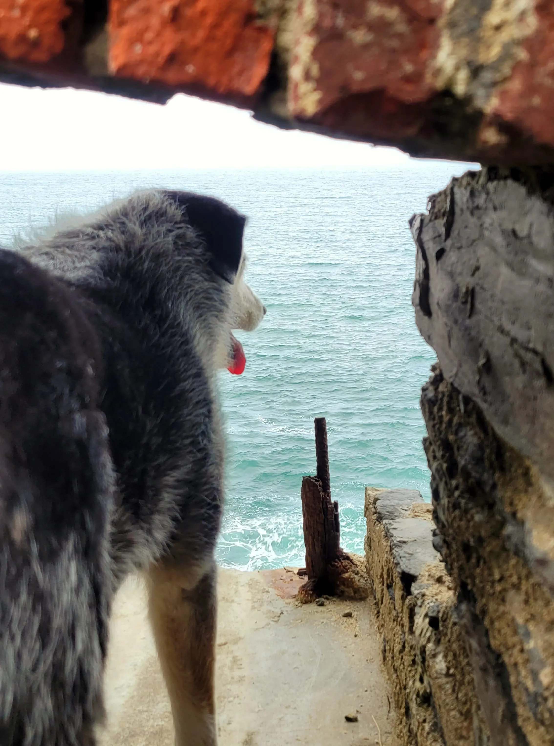 GR34 rando avec son chien