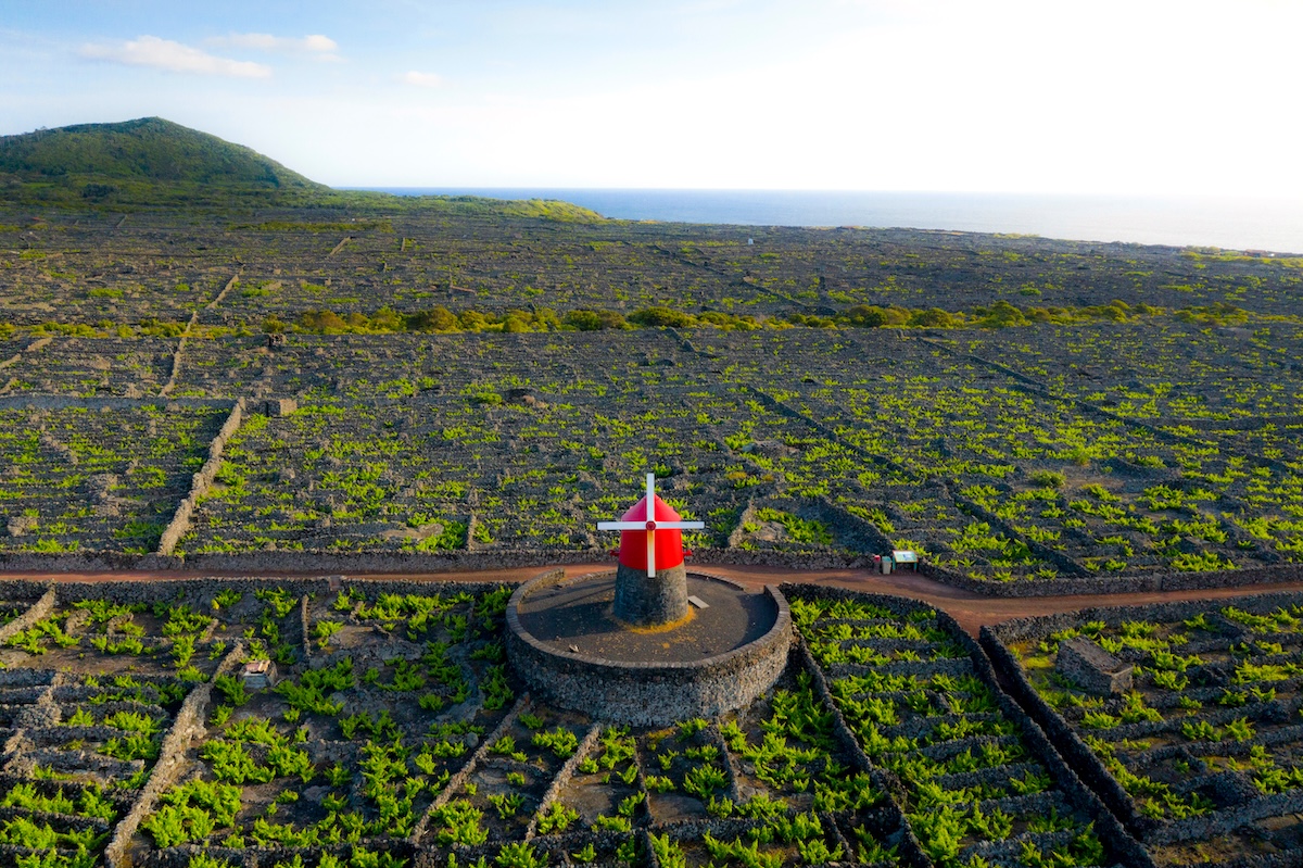 Vignes de Criação Velha Criação Velha vignes madalena pico acores portugal