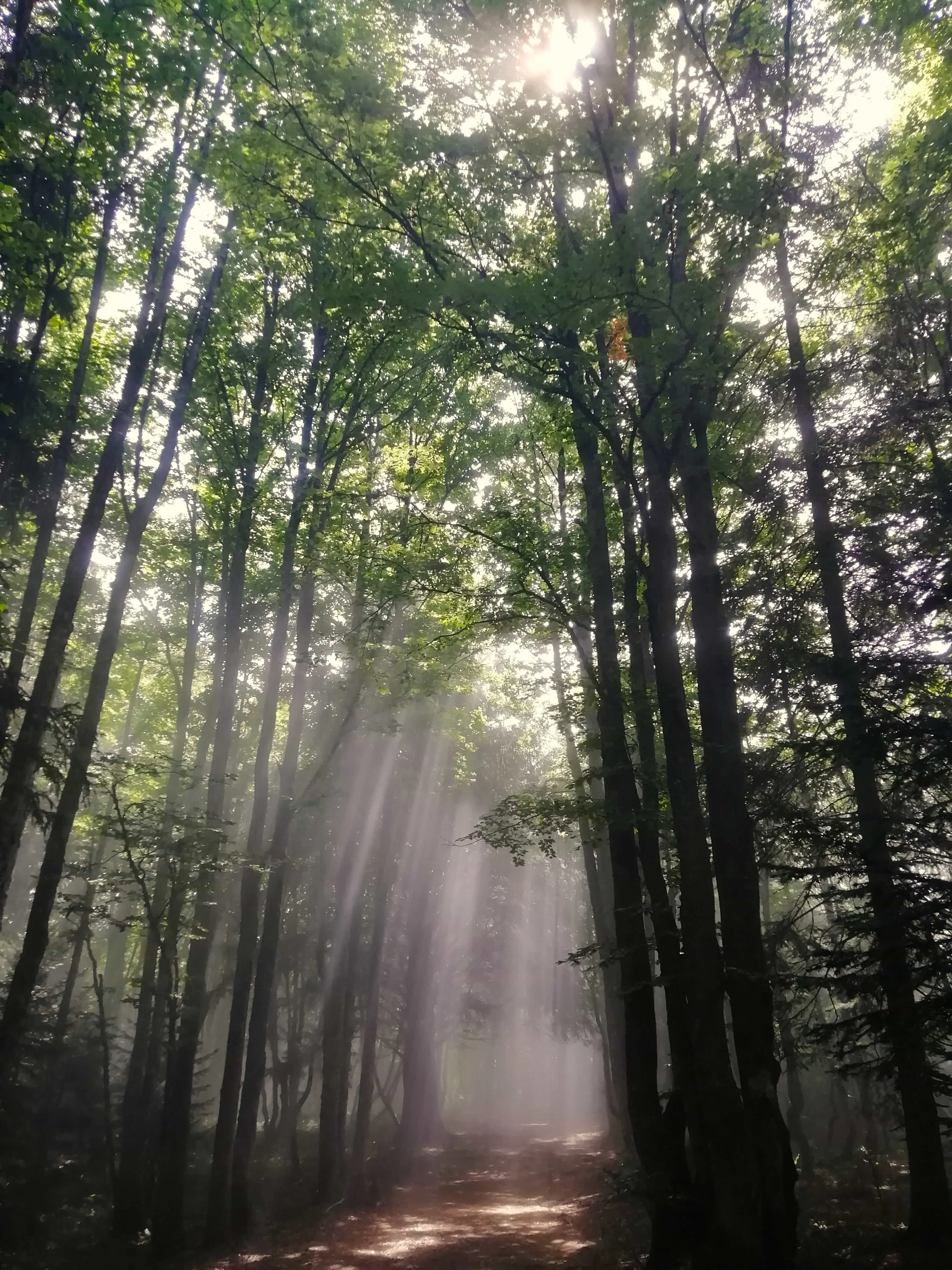 Randonnée sur le sentier de la Sire Sentier de la sire Bauges