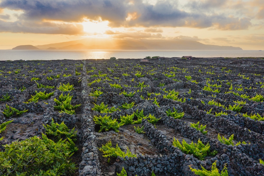 Coucher de soleil à Madalena Criação Velha Vignes à Madalena Criação Velha