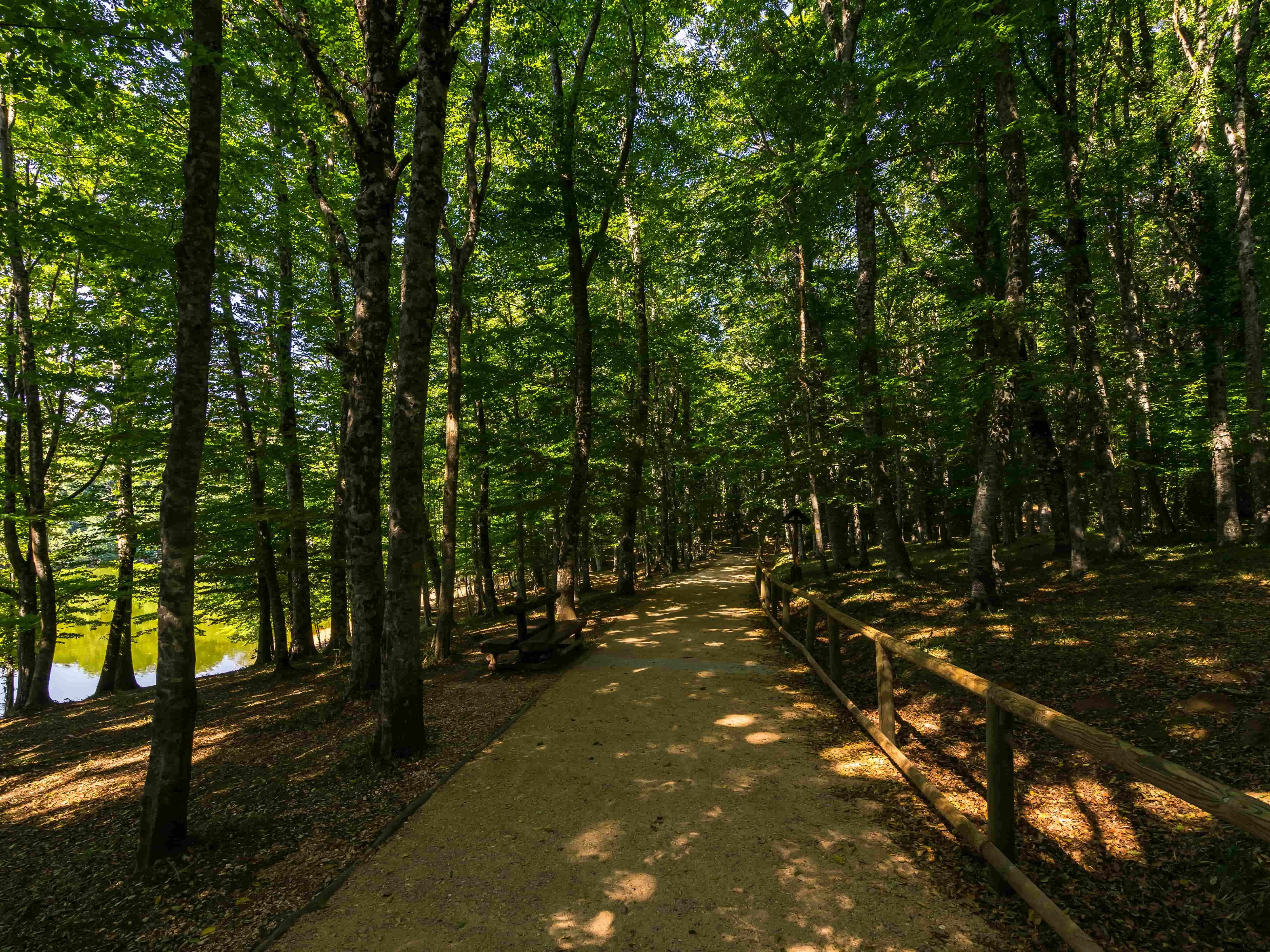Foresta Umbra Gargano