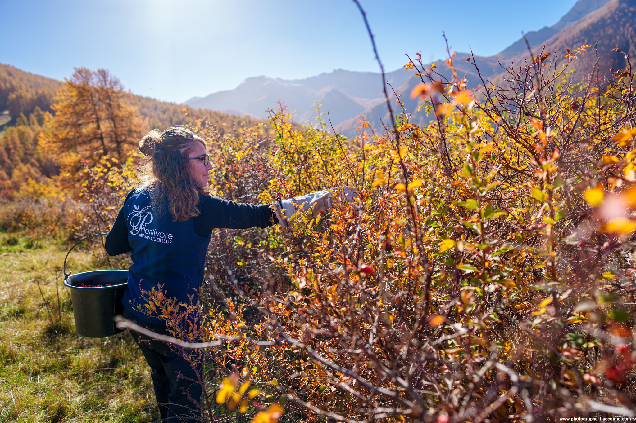 genepi liqueur des alpes le plantivore queyras