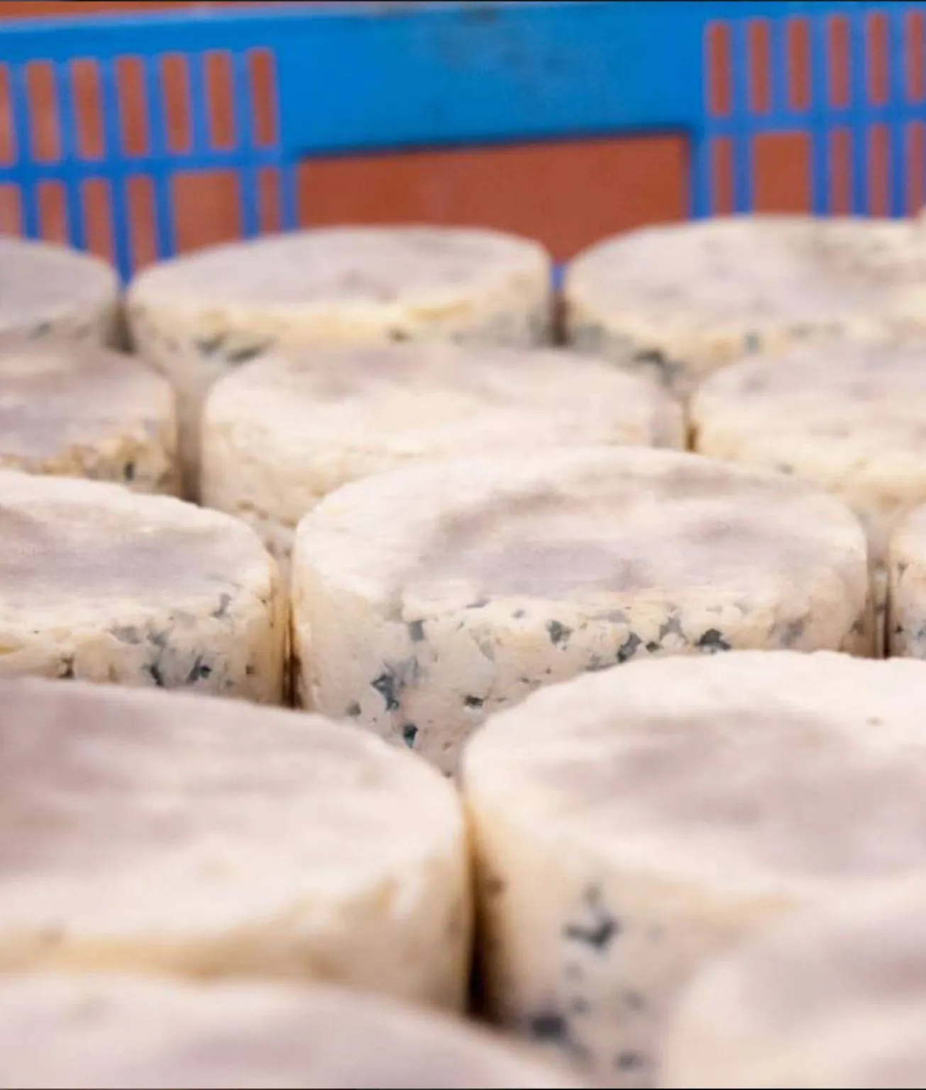 affinage bleu du queyras 