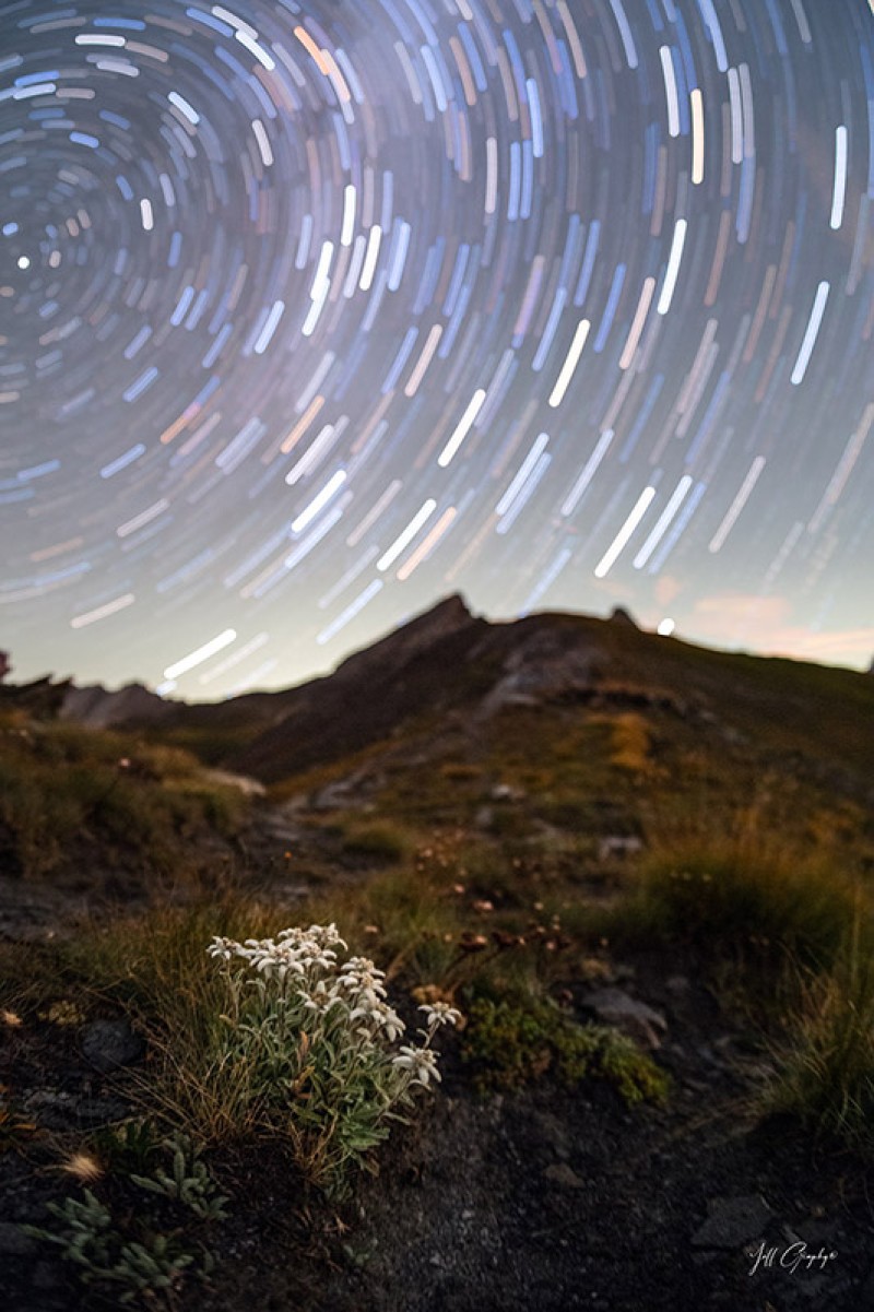 Eldeweiss filantes jeff graphy 