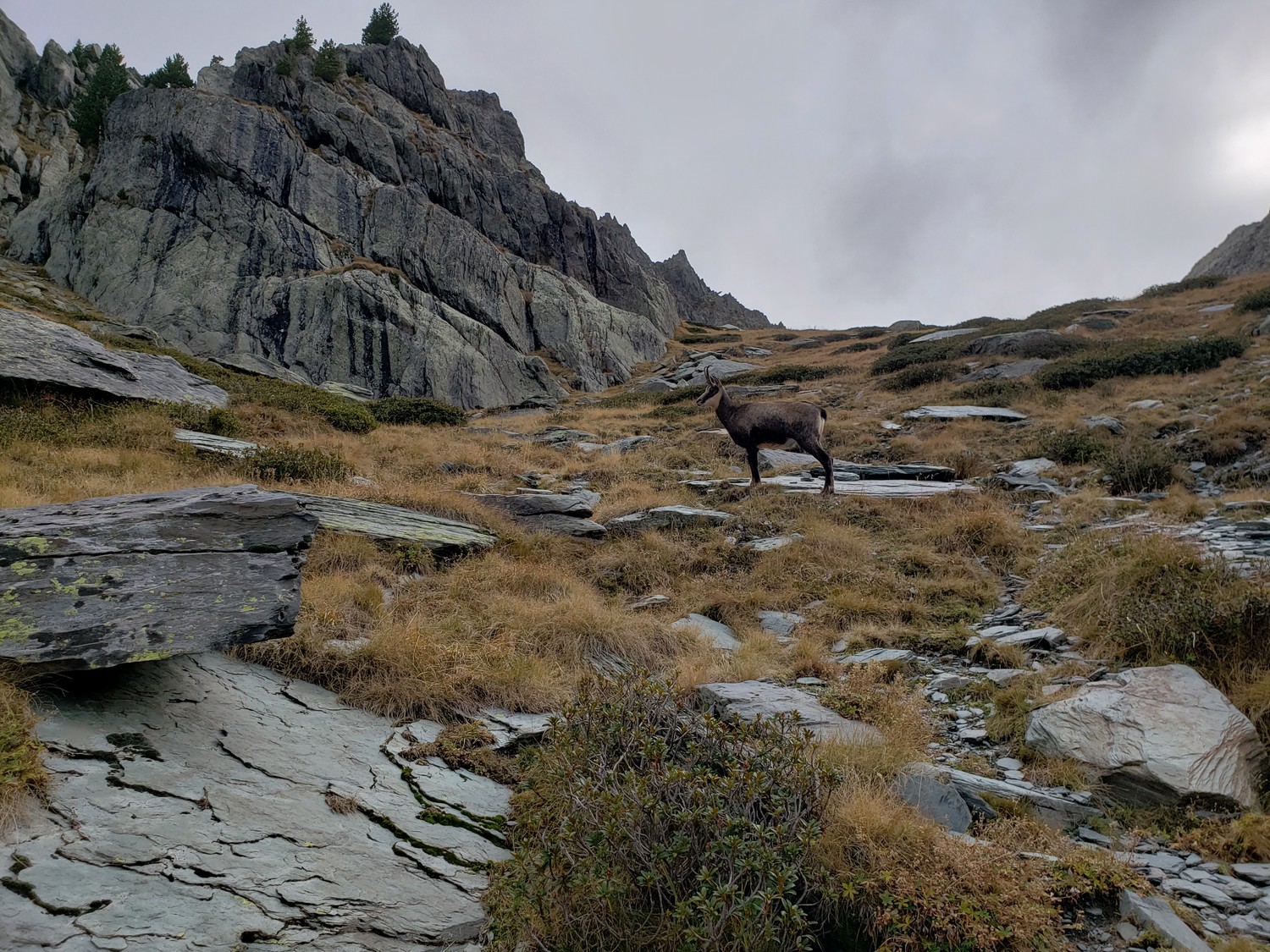 chamois randonnée vallée des merveilles