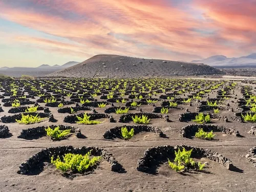 Vignes de La Geria vignes plantées dans la cendre volcanique à Lanzarote