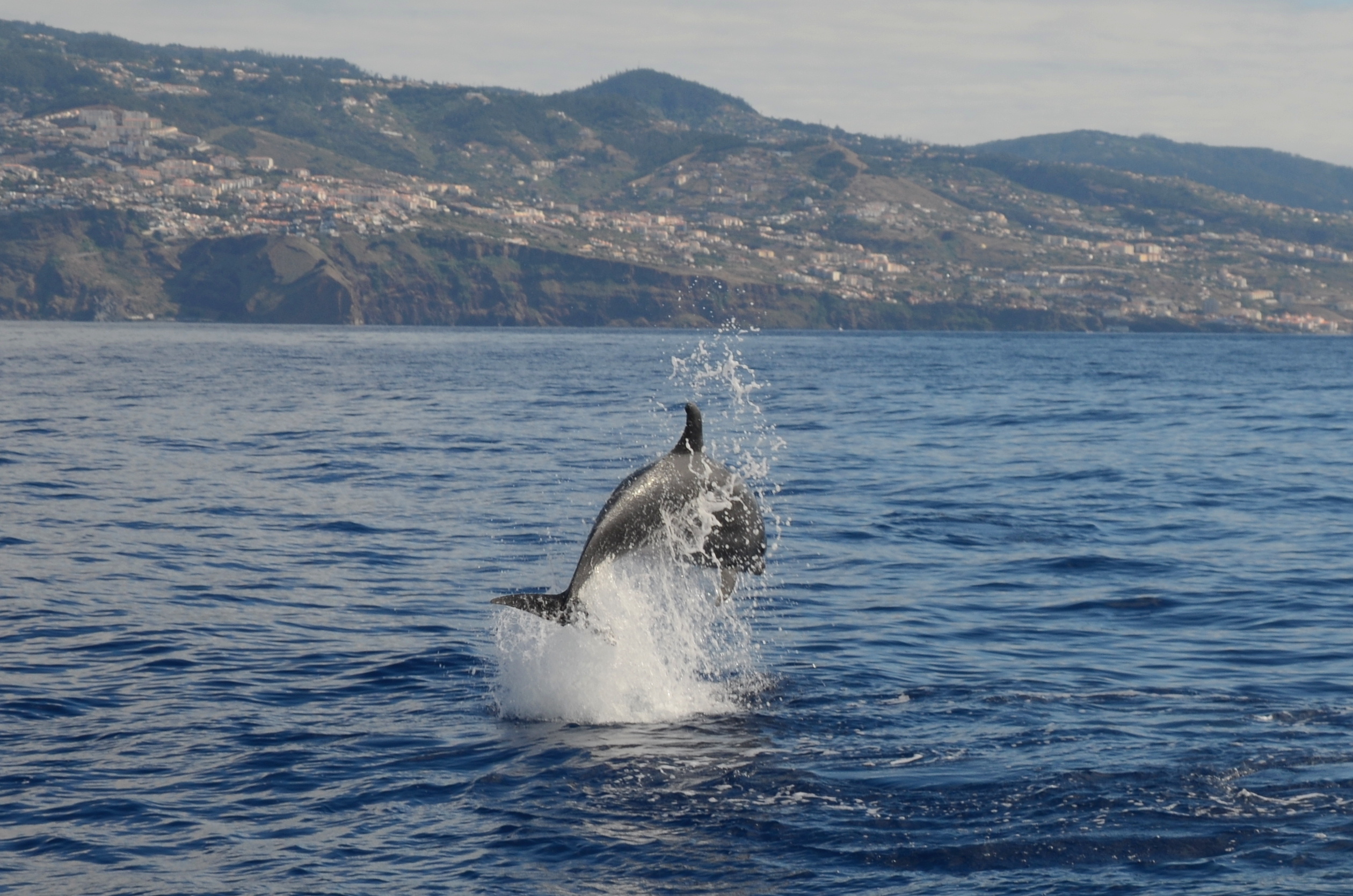 observation dauphin madere