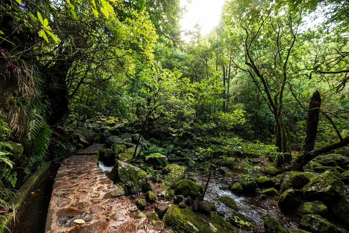 Levada dos Cedros levada-dos-cedros