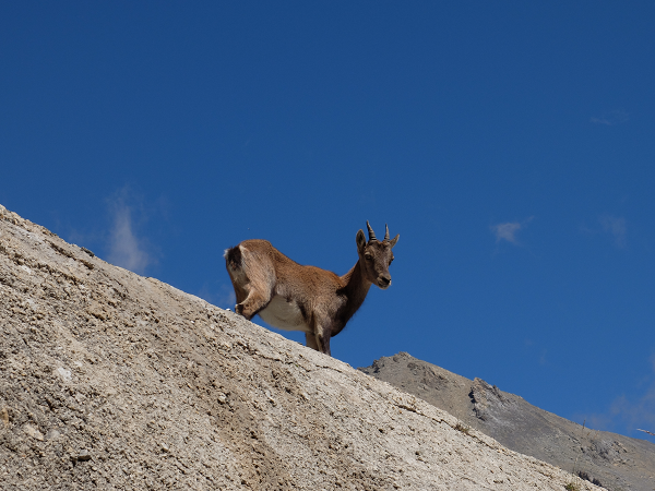 animal sauvage alpes - Grande traversée des Alpes étape 3, de Modane à l'Ubaye