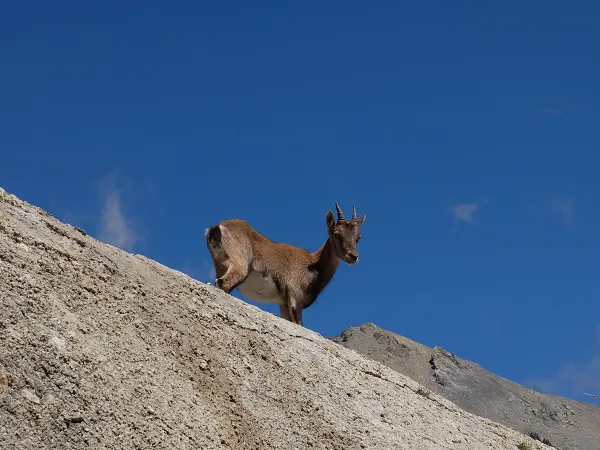 animal sauvage alpes