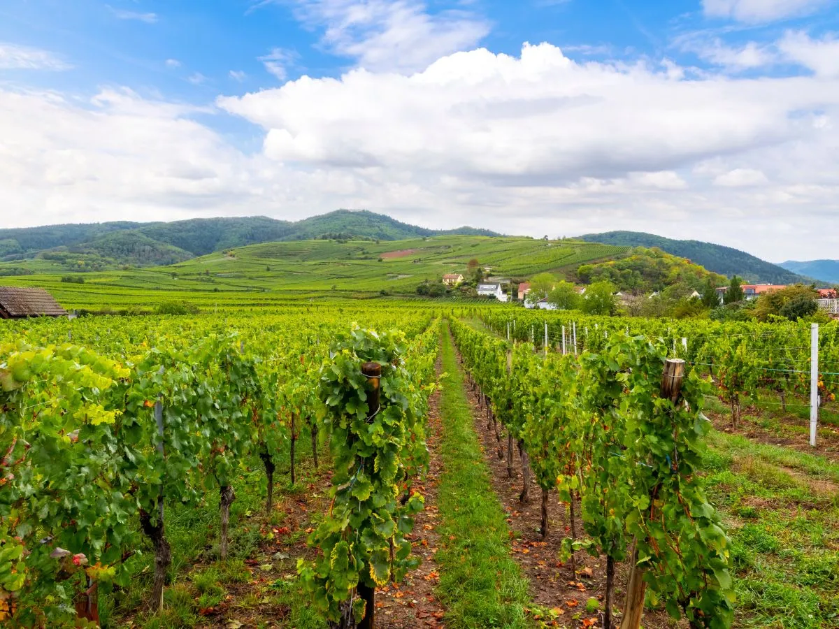 the three castles of eguisheim can be seen on the hillside above rows of grapes at a vineyard near eguisheim france a stop on the wine route through the alsace region