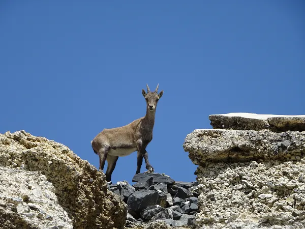 chamois italie