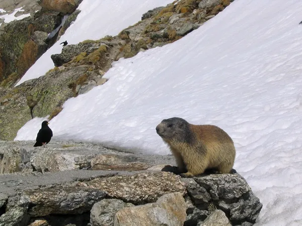 alpes marmotte faune