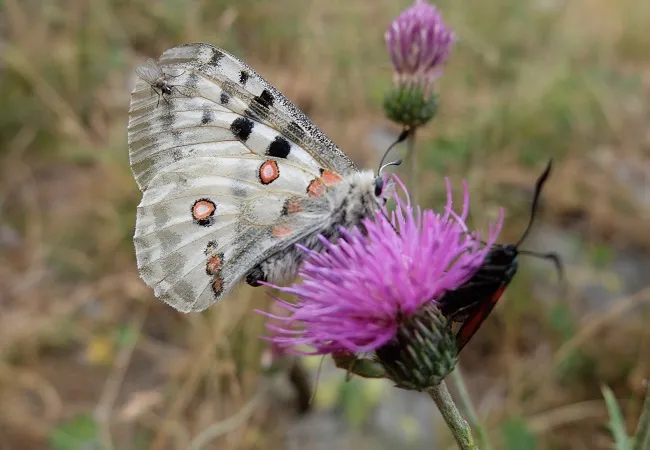faune des ecrins