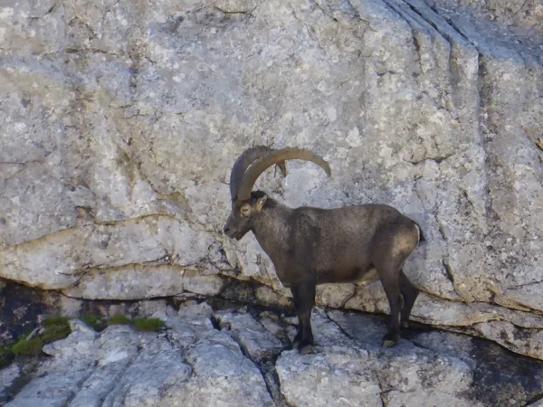 bouquetin alpes du nord gr5