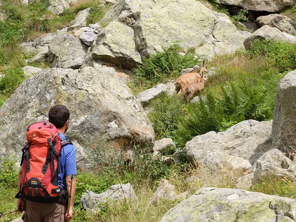 chamois alpes france randonnee