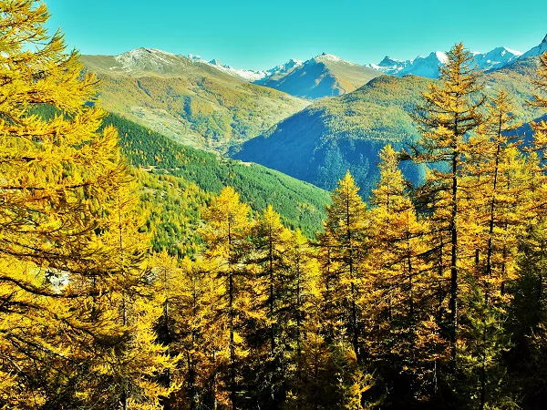 foret automne queyras alpes france