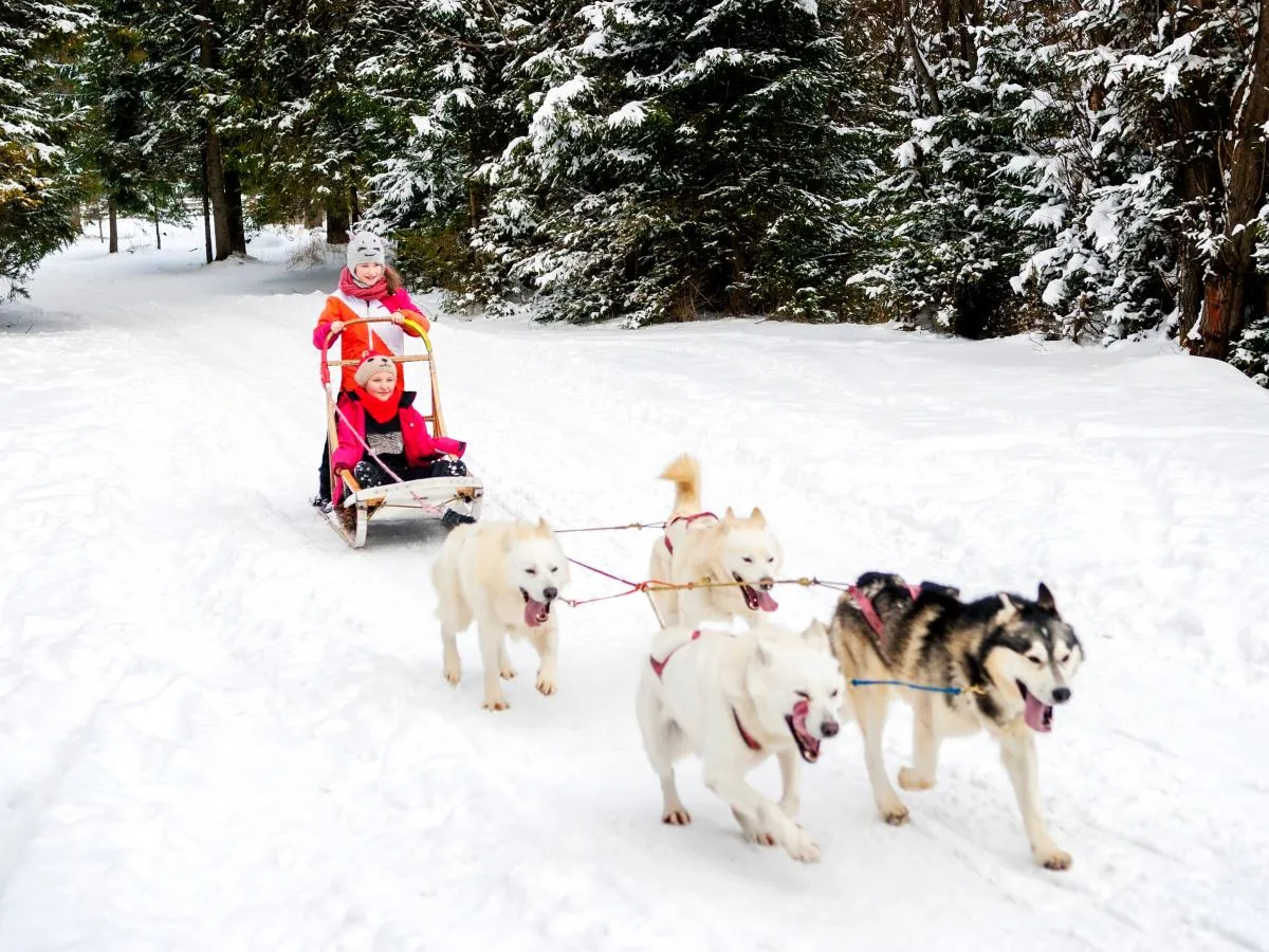 chien de traineaux enfants
