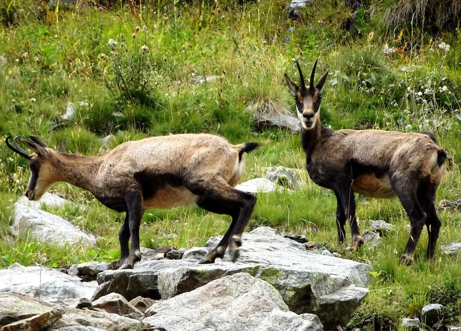 chamois mercantour alpes france