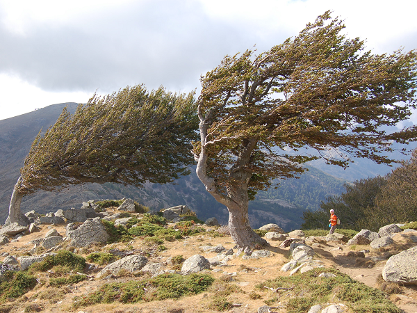 rando corse arbres flores - De la montagne à la mer