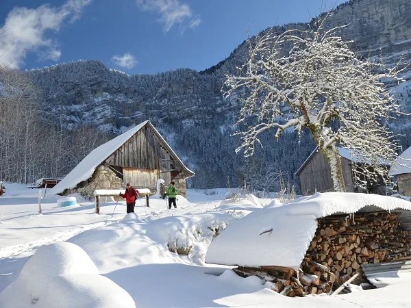 trek raquettes dans les alpes la vie sauvage