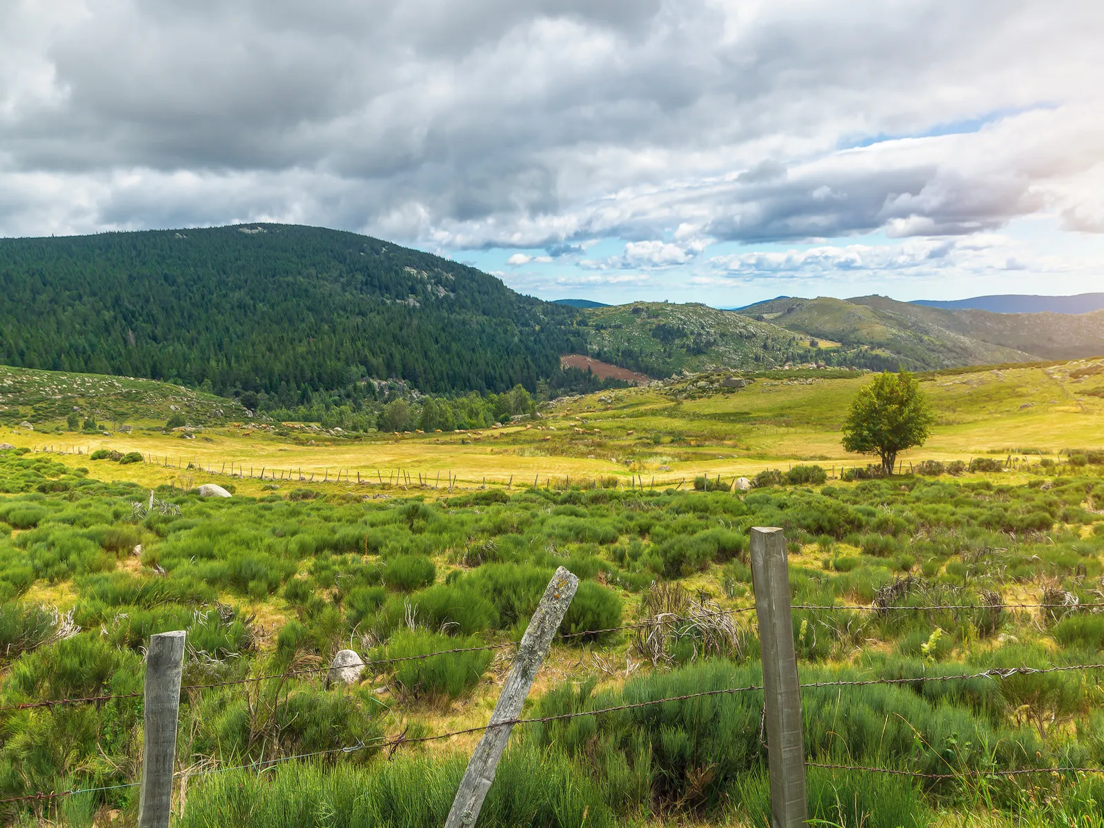 pres du mont lozere occitanie framc01