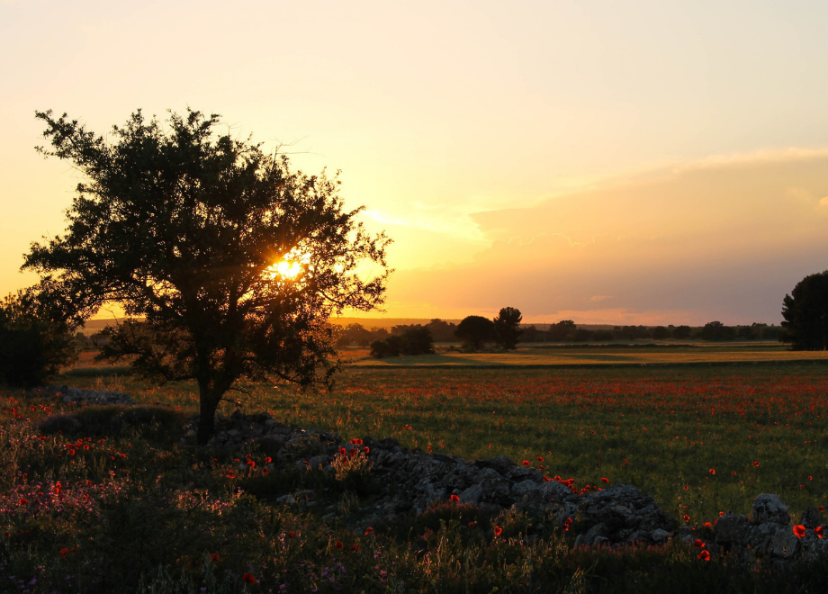3 - Pouilles du Sud, des « trulli » d'Alberobello à la mer