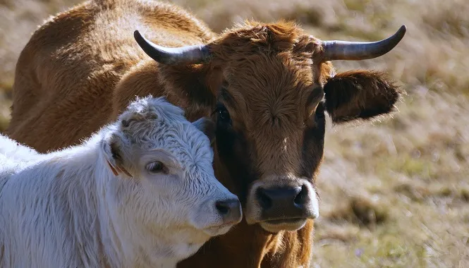 cow 1861162 1920