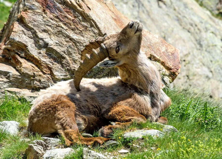 bouquetin mercantour alpes