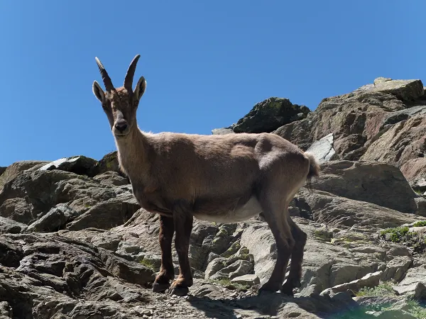 chamois piemont queyras