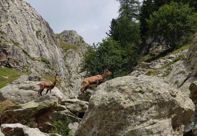 Chamois dans le Mercantour