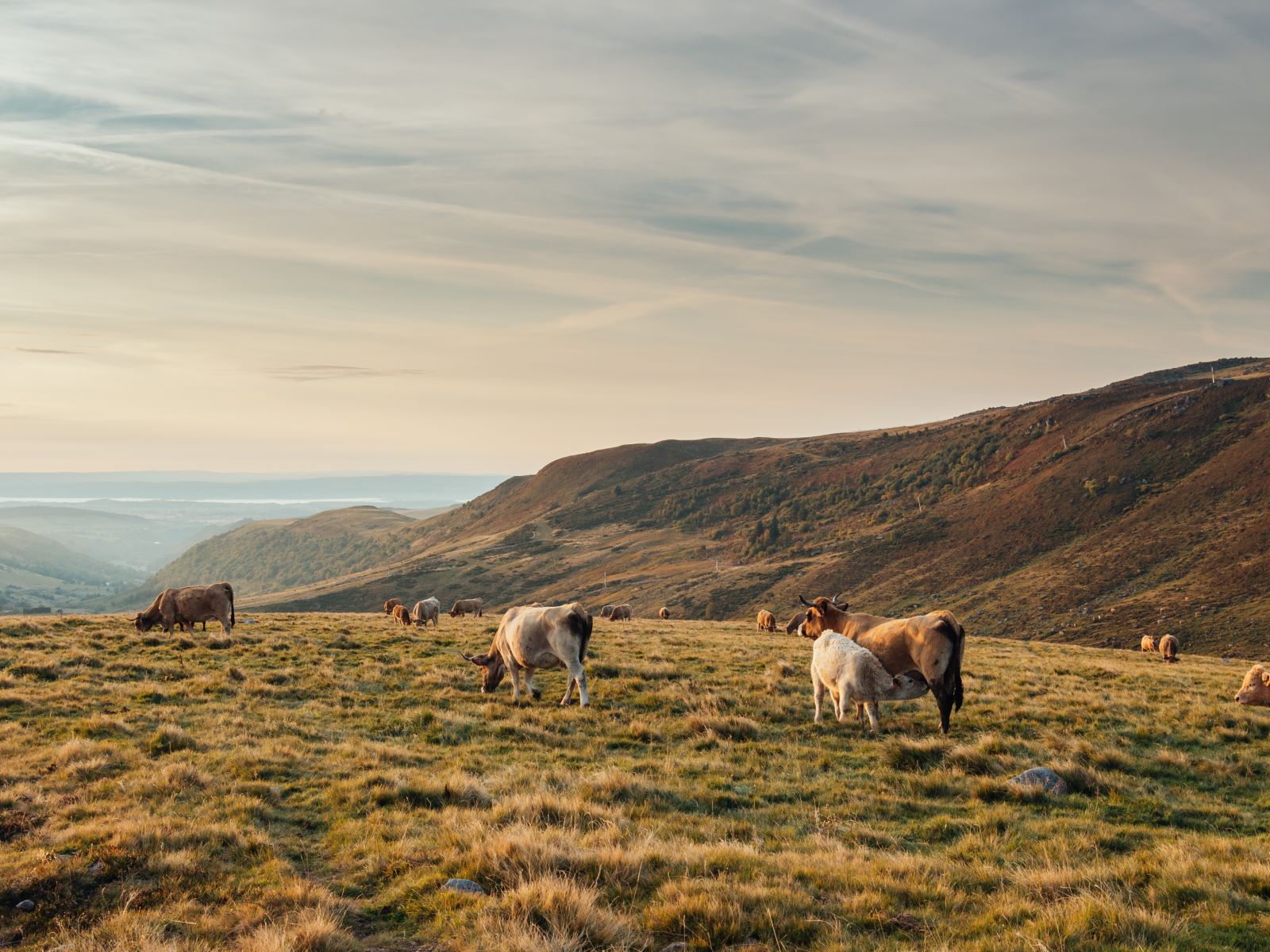 paysages aubrac cantal 