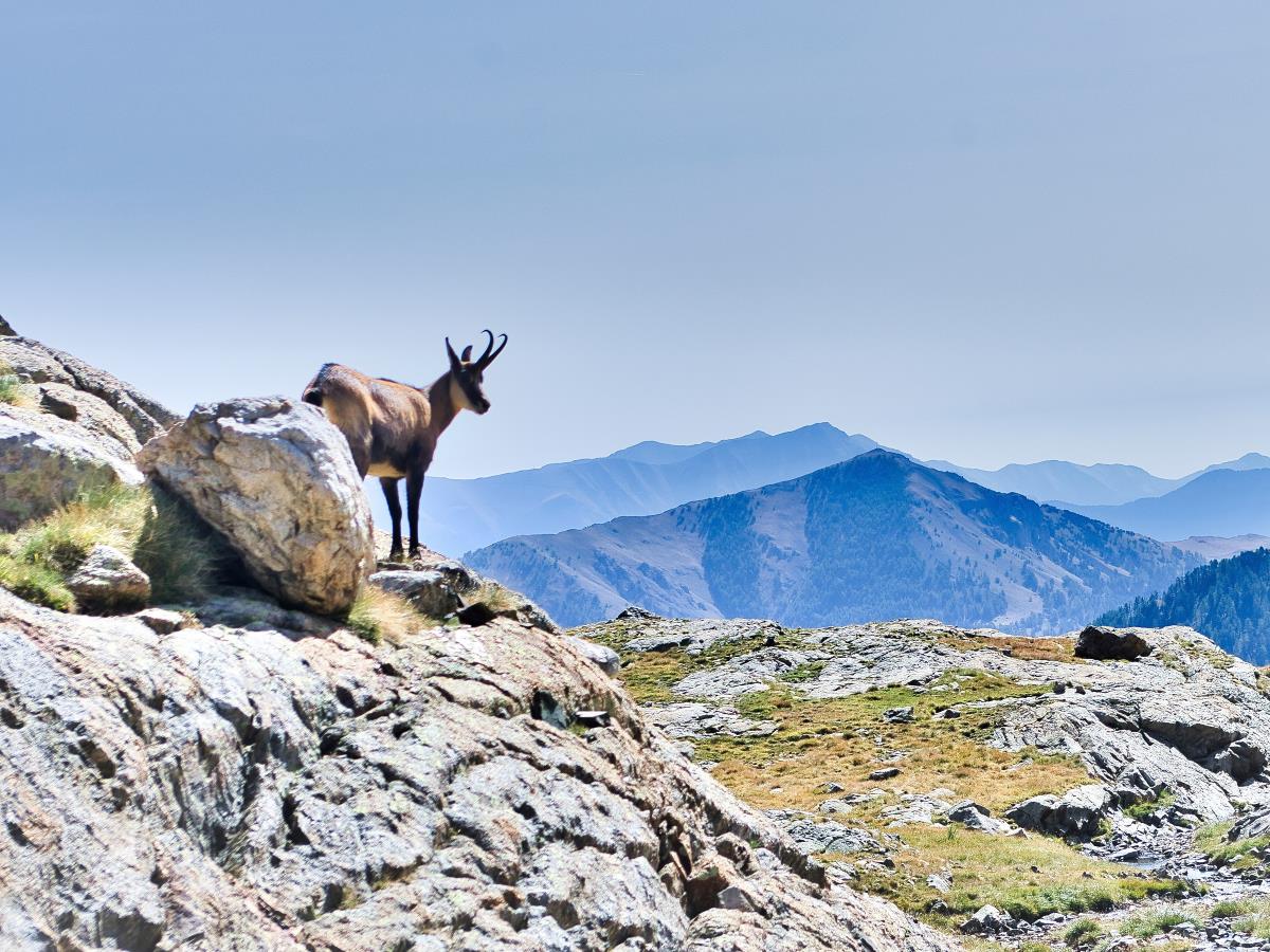 Chamois dans le Mercantour